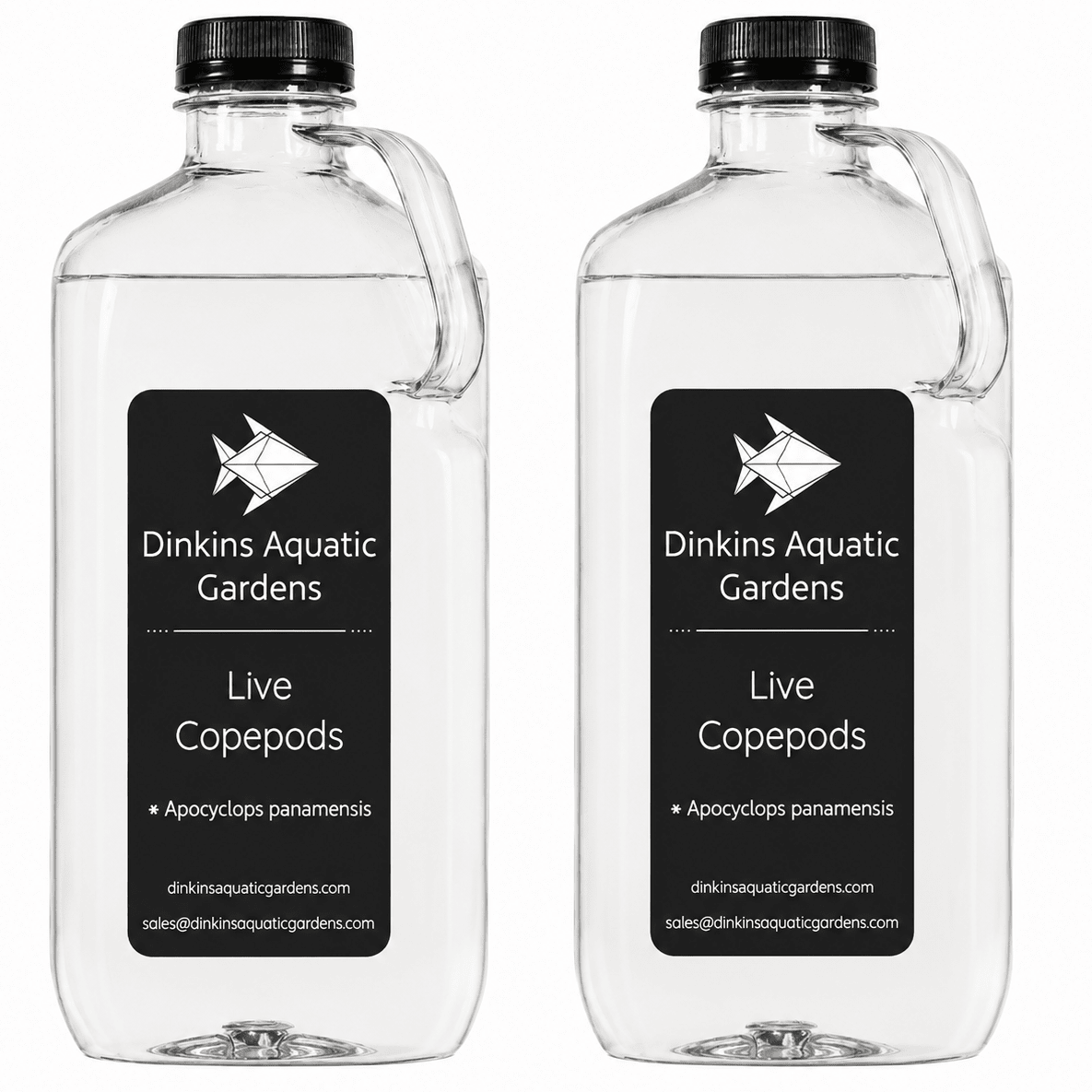 Live Apocyclops Copepods (Single Species)