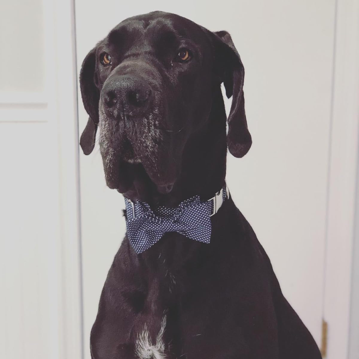 Boy Dog Collar with Bowtie, Comfortable Adjustable Cute Navy Blue Bow Tie Collar for Male Dogs Gift, Large, Neck 16-24 Inches