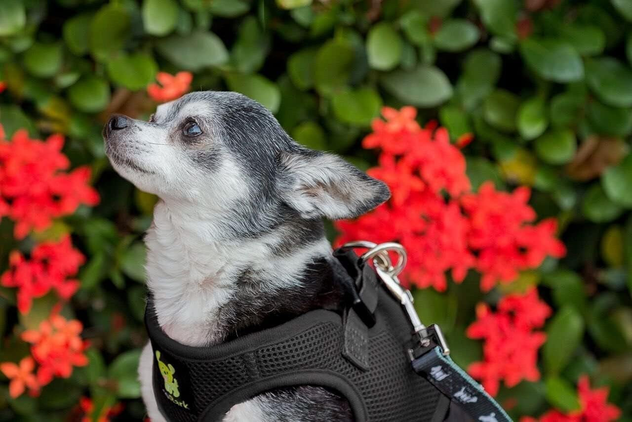 Step in Dog Harness - Eco-Friendly Teacup Dog Harnesses for XXS, XS, and Small Dogs - Reflective and Adjustable Mini Body Halter Vest -Tiny Soft Mesh Toy Breed Harness under 5 Lbs (Black, XXS)