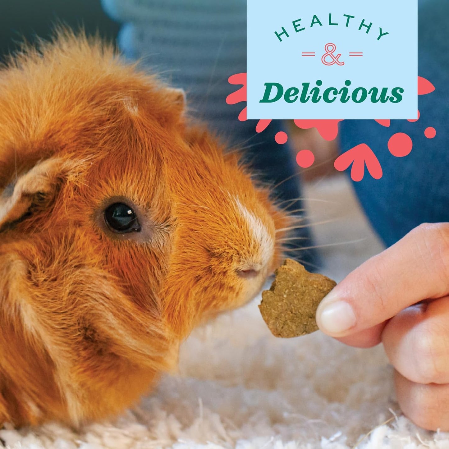 Organic Barley Biscuits Rabbit Treats, Guinea Pig Treats, 2.65 Oz | Organic Bunny Treats with Barley, Apple & Carrot for Rabbits, Guinea Pigs, Hamsters & Chinchillas, Made in USA