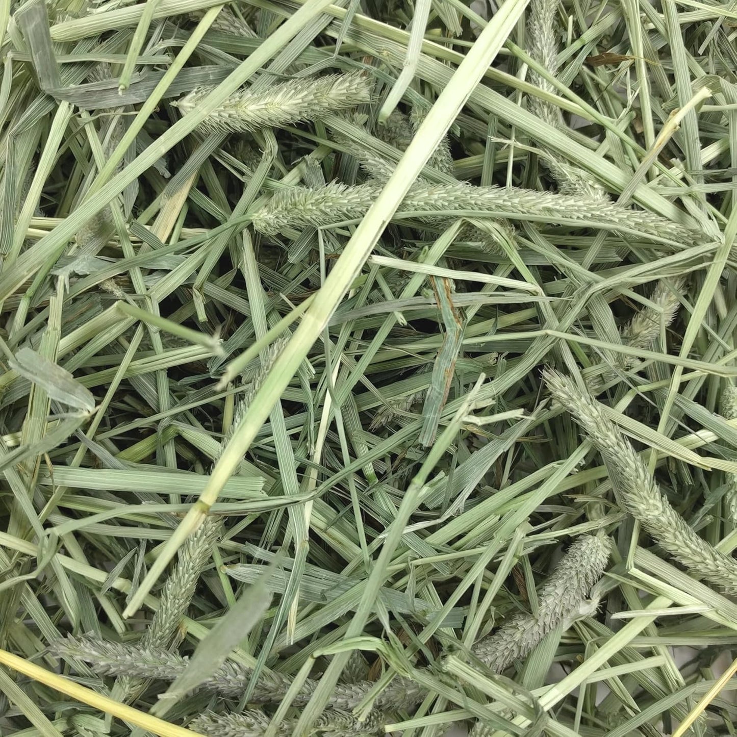 Western Timothy Hay, Rabbit & Guinea Pig Hay, High Fiber, USA, 90 Oz |  Timothy Hay, Bunny Hay for Rabbits, Guinea Pigs, Bunnies and Chinchillas, Hand-Sorted, De-Dusted, Made in USA