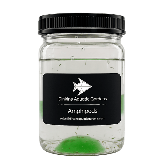 Live Marine Amphipods
