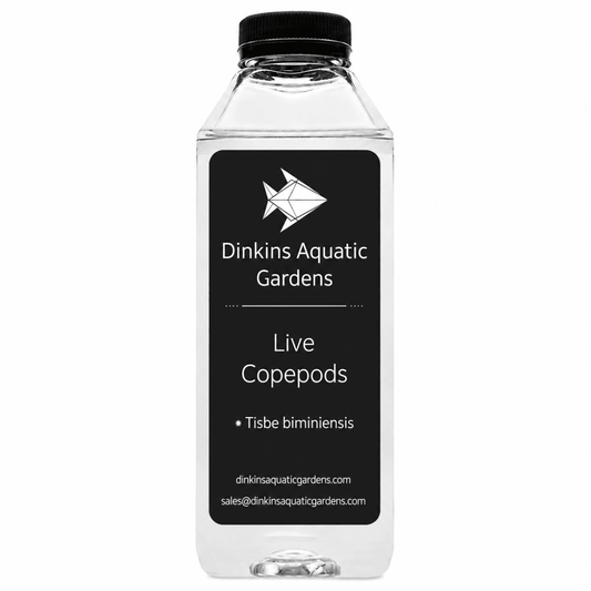 Live Tisbe Copepods (Single Species)