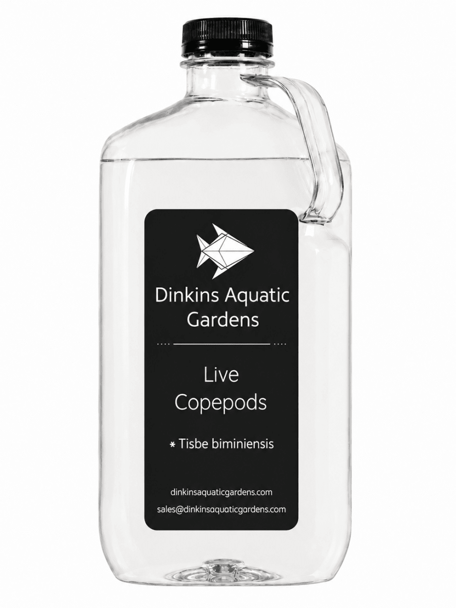 Live Tisbe Copepods (Single Species)
